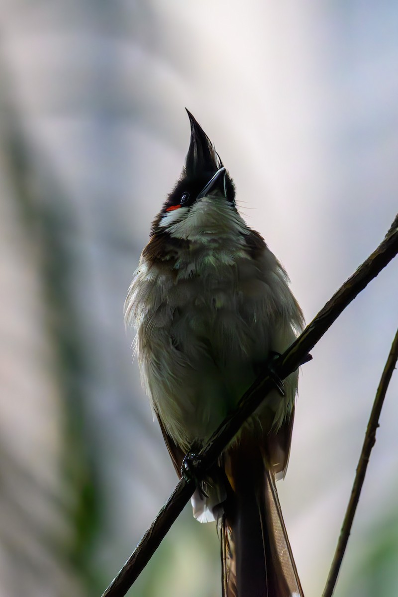 Red-whiskered Bulbul - ML643417009