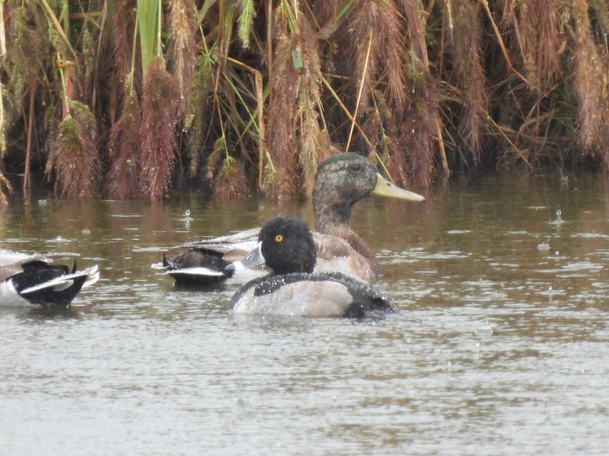 Ring-necked Duck - ML643417013