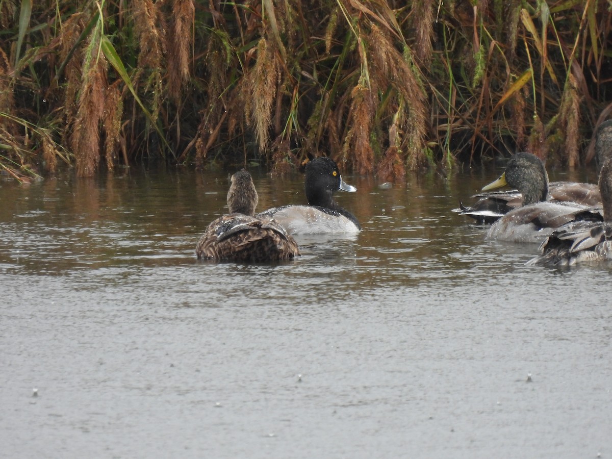 Ring-necked Duck - ML643417014