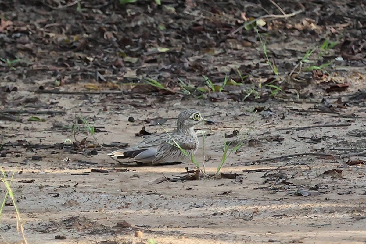 Лежень річковий - ML643417017