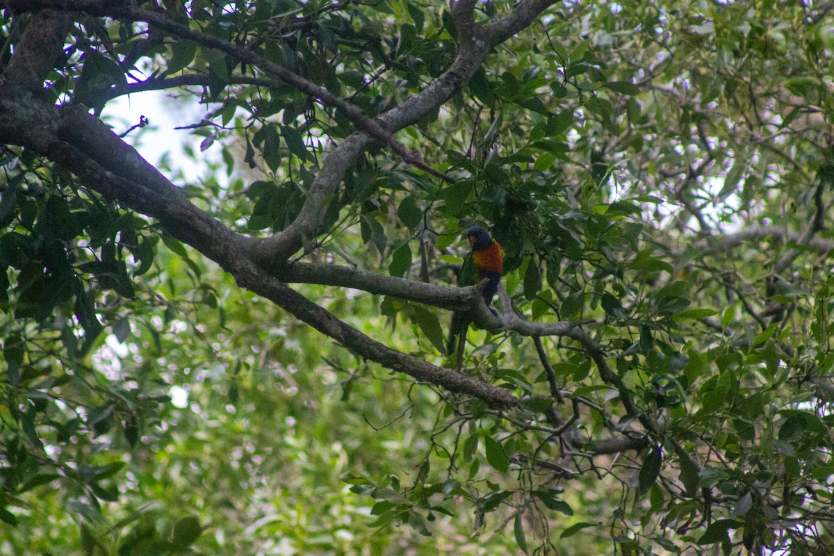 Rainbow Lorikeet - ML643417031