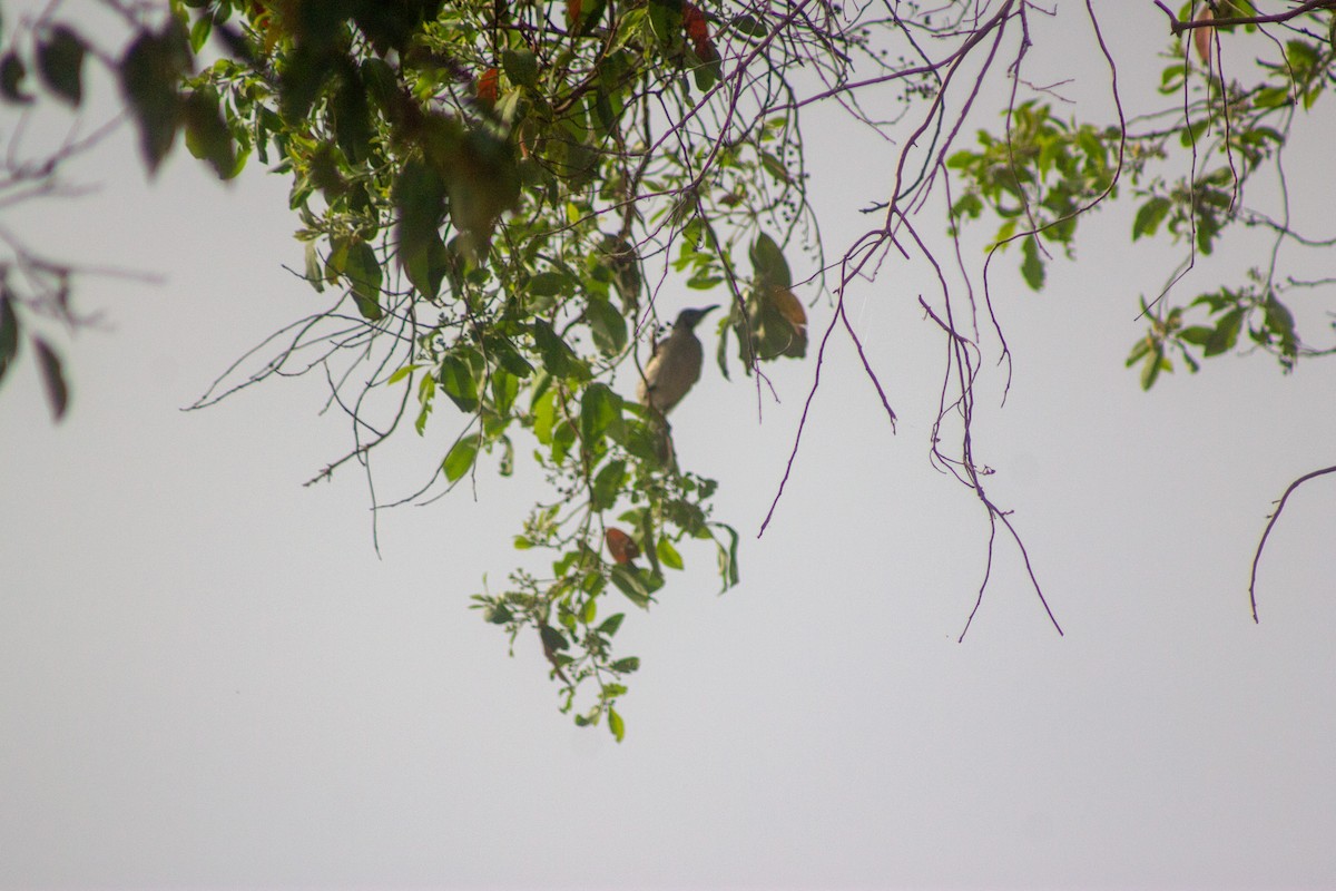 Little Friarbird - ML643417036