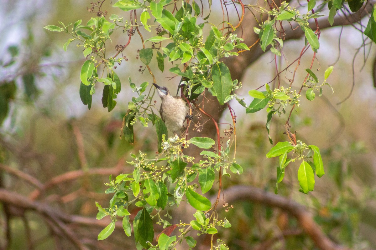 Little Friarbird - ML643417038