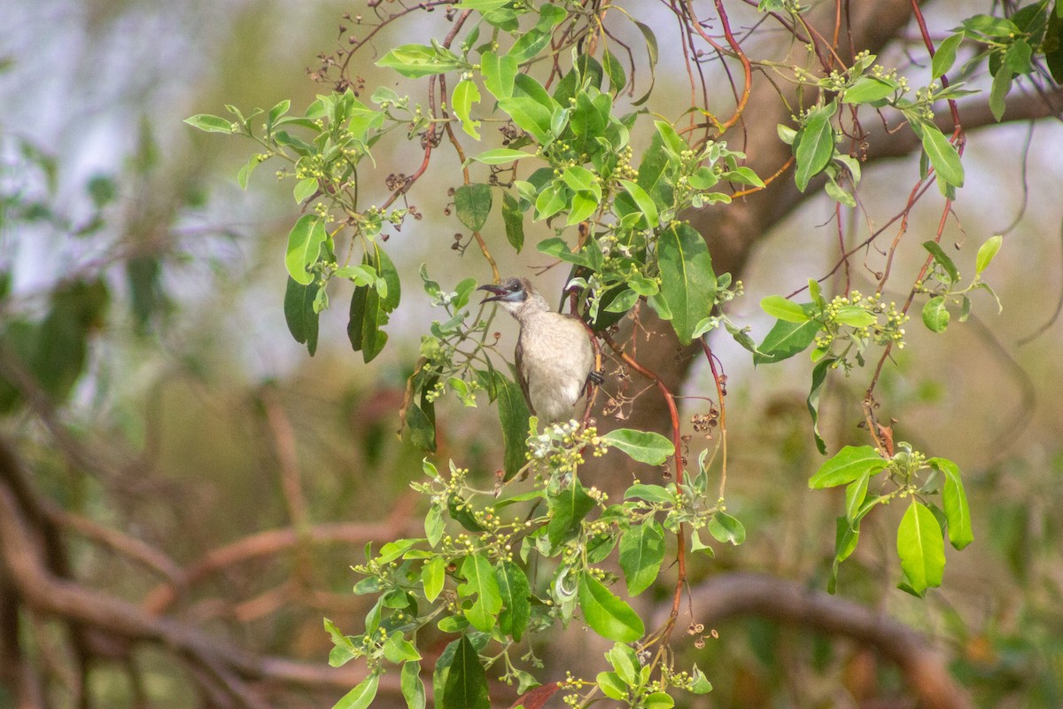 Little Friarbird - ML643417039
