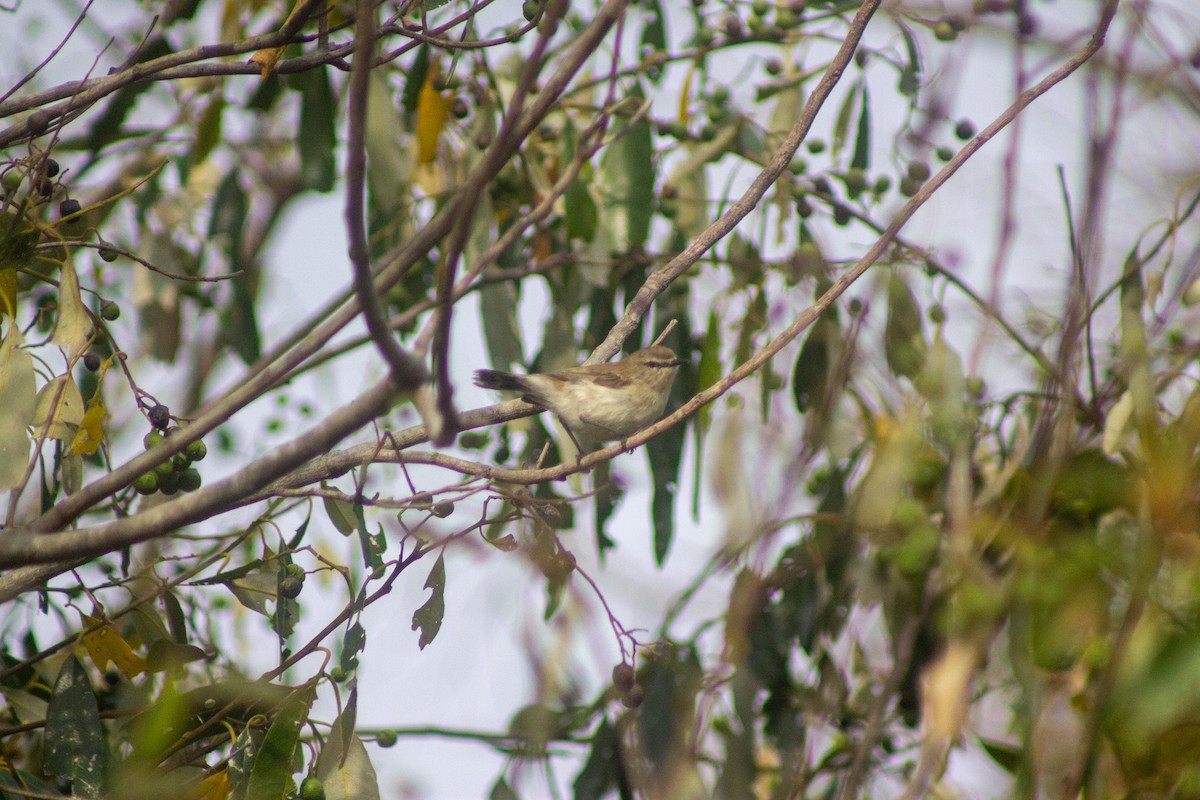 Brown Gerygone - ML643417049