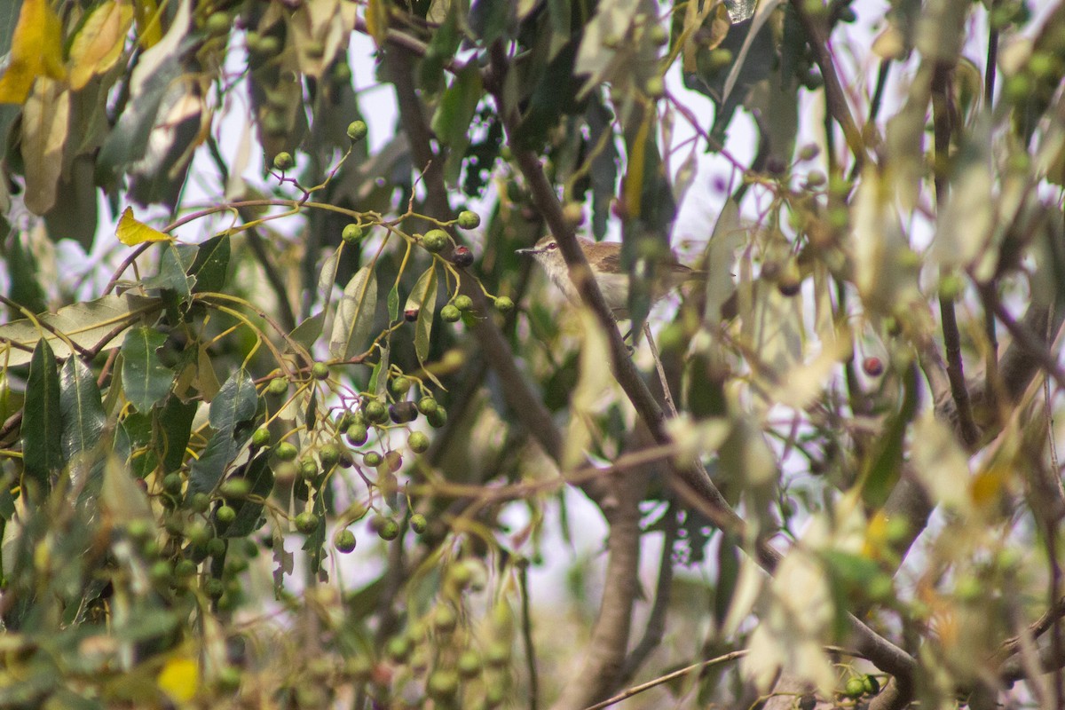 Brown Gerygone - ML643417050