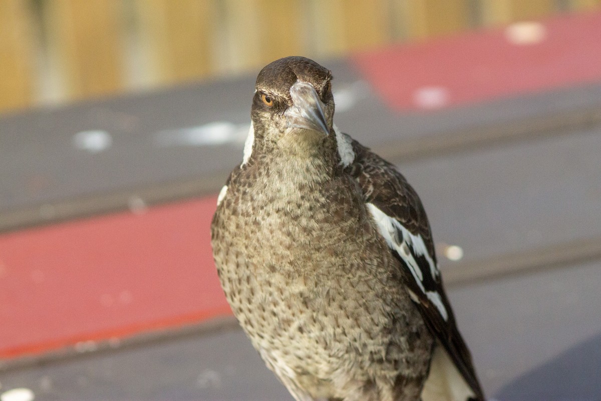 Australian Magpie - ML643417055