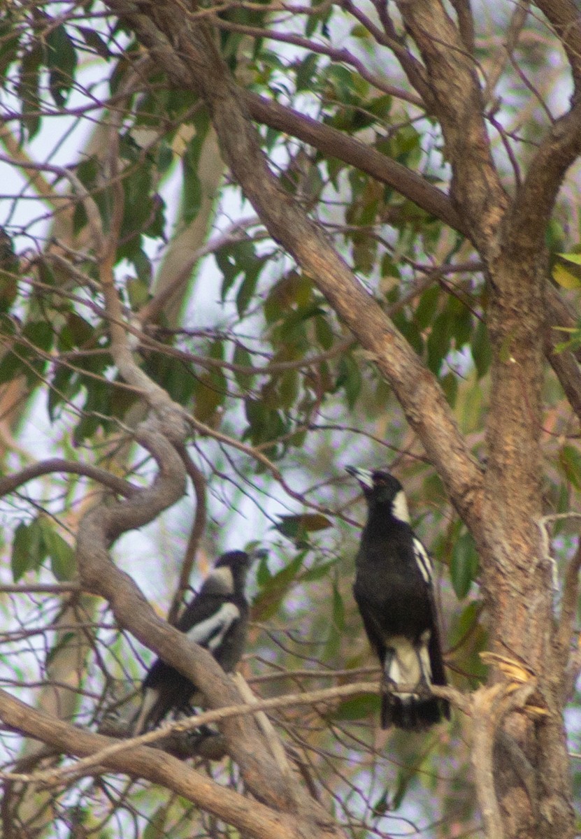Australian Magpie - ML643417056