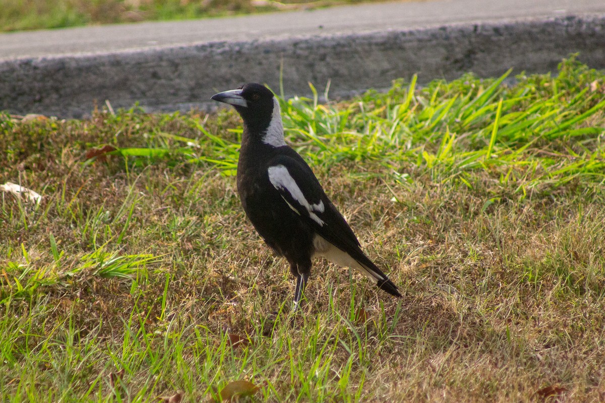 Australian Magpie - ML643417057