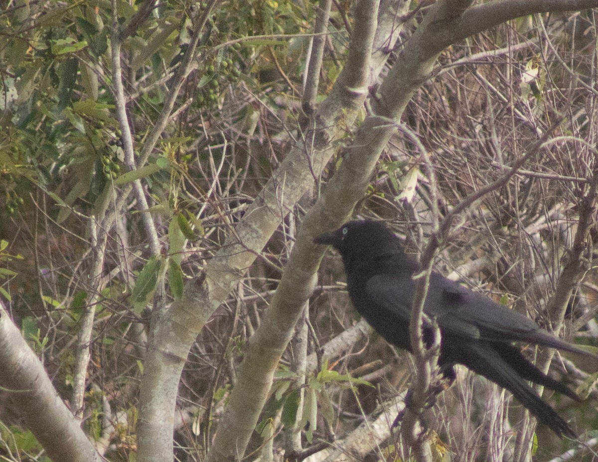 Torresian Crow - ML643417066
