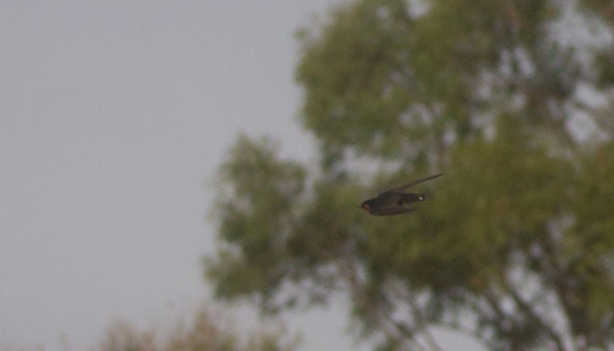 Welcome Swallow - ML643417067