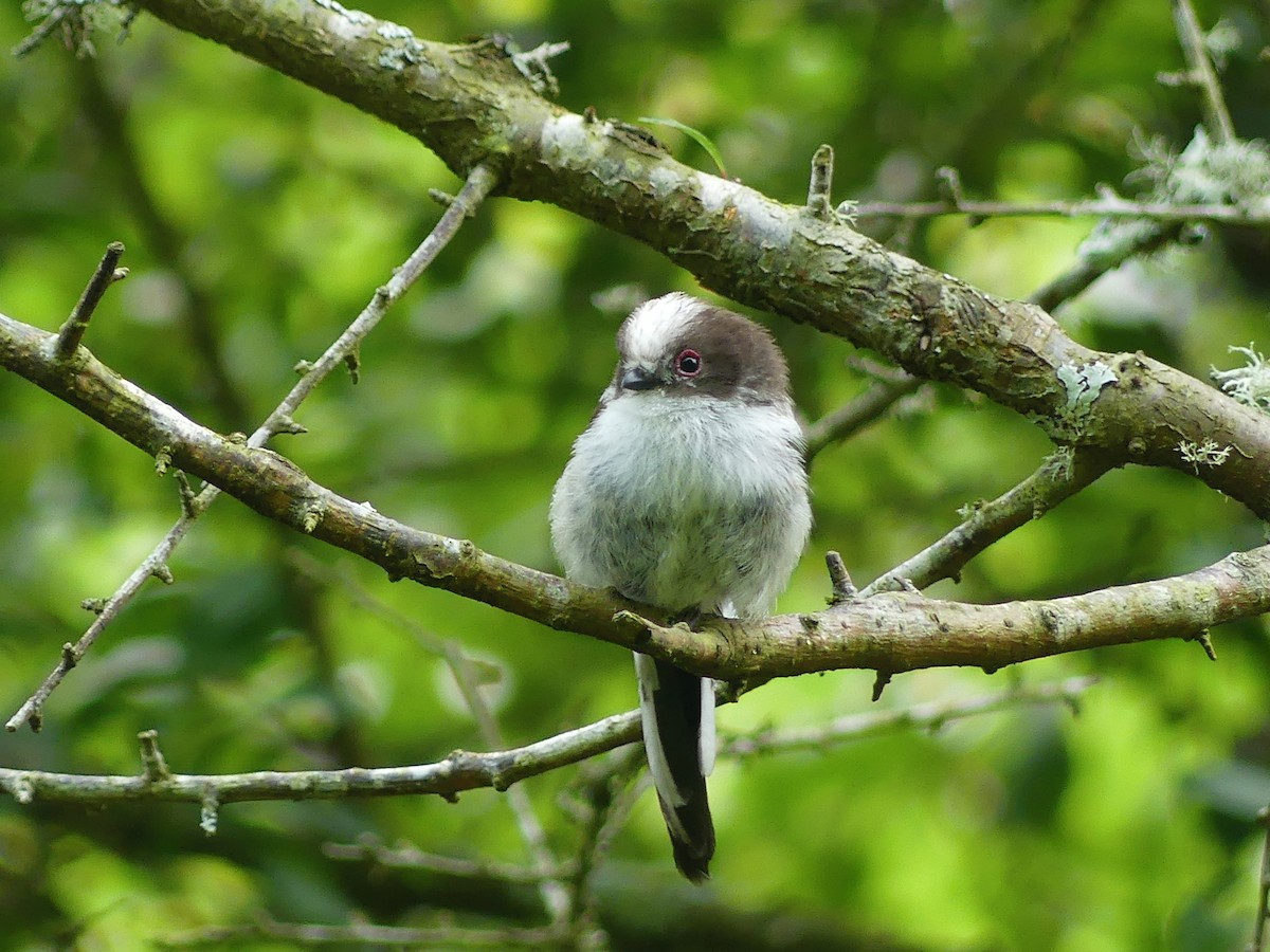Long-tailed Tit - ML643417077
