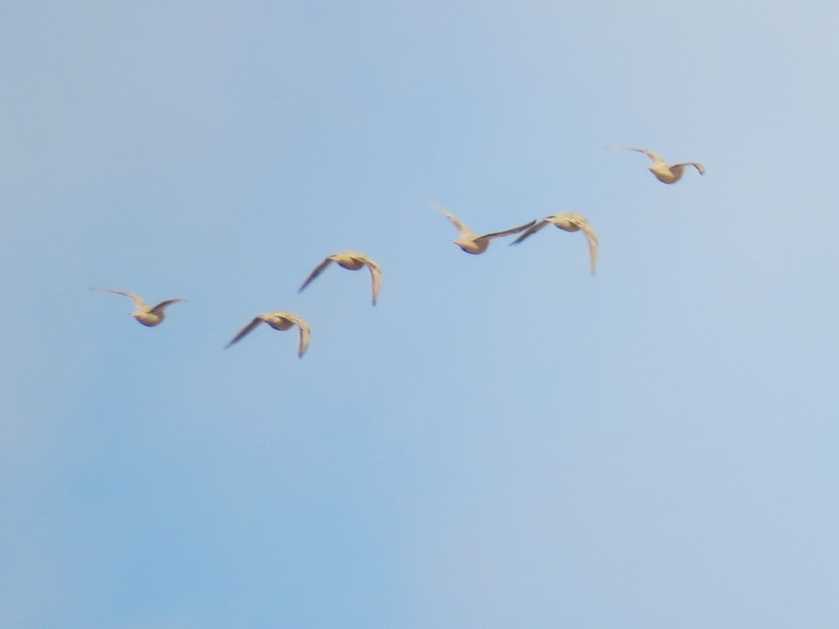 Spotted Sandgrouse - ML643417089
