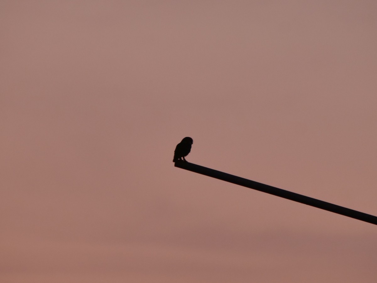 Spotted Owlet - ML643417091