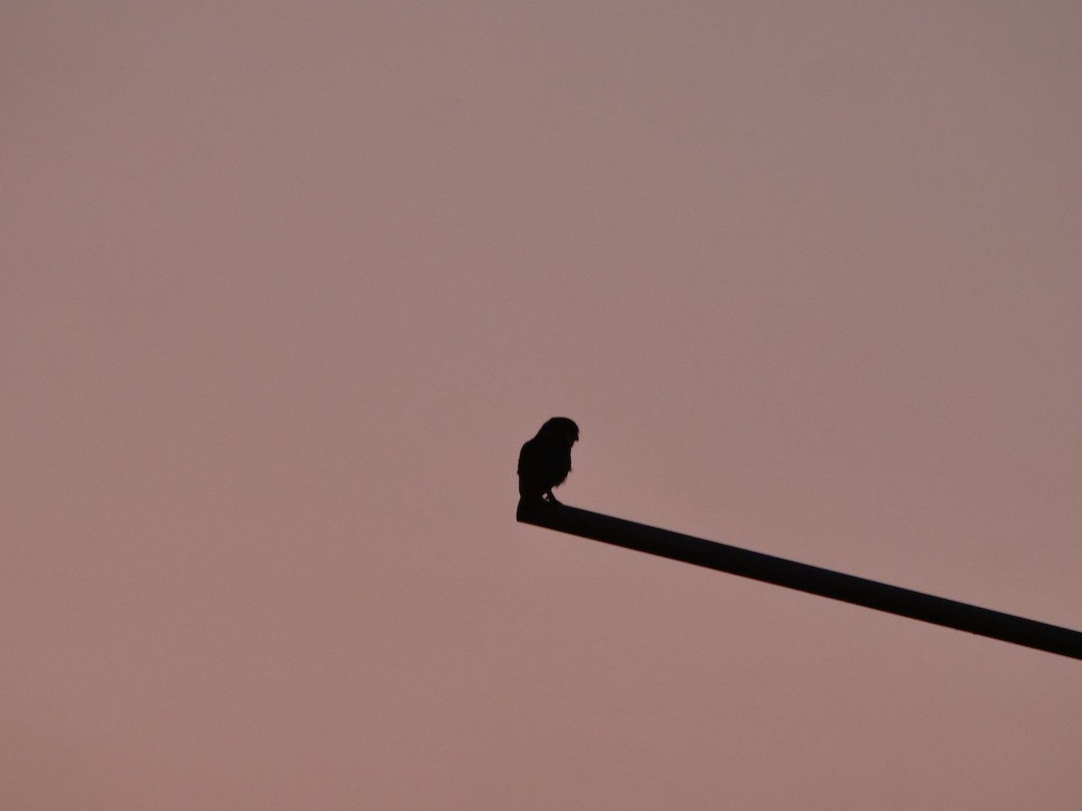 Spotted Owlet - ML643417093