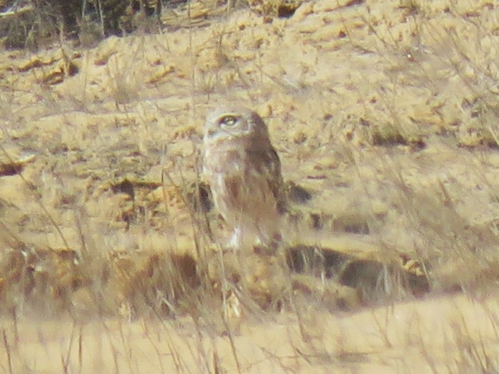 Little Owl - ML643417094