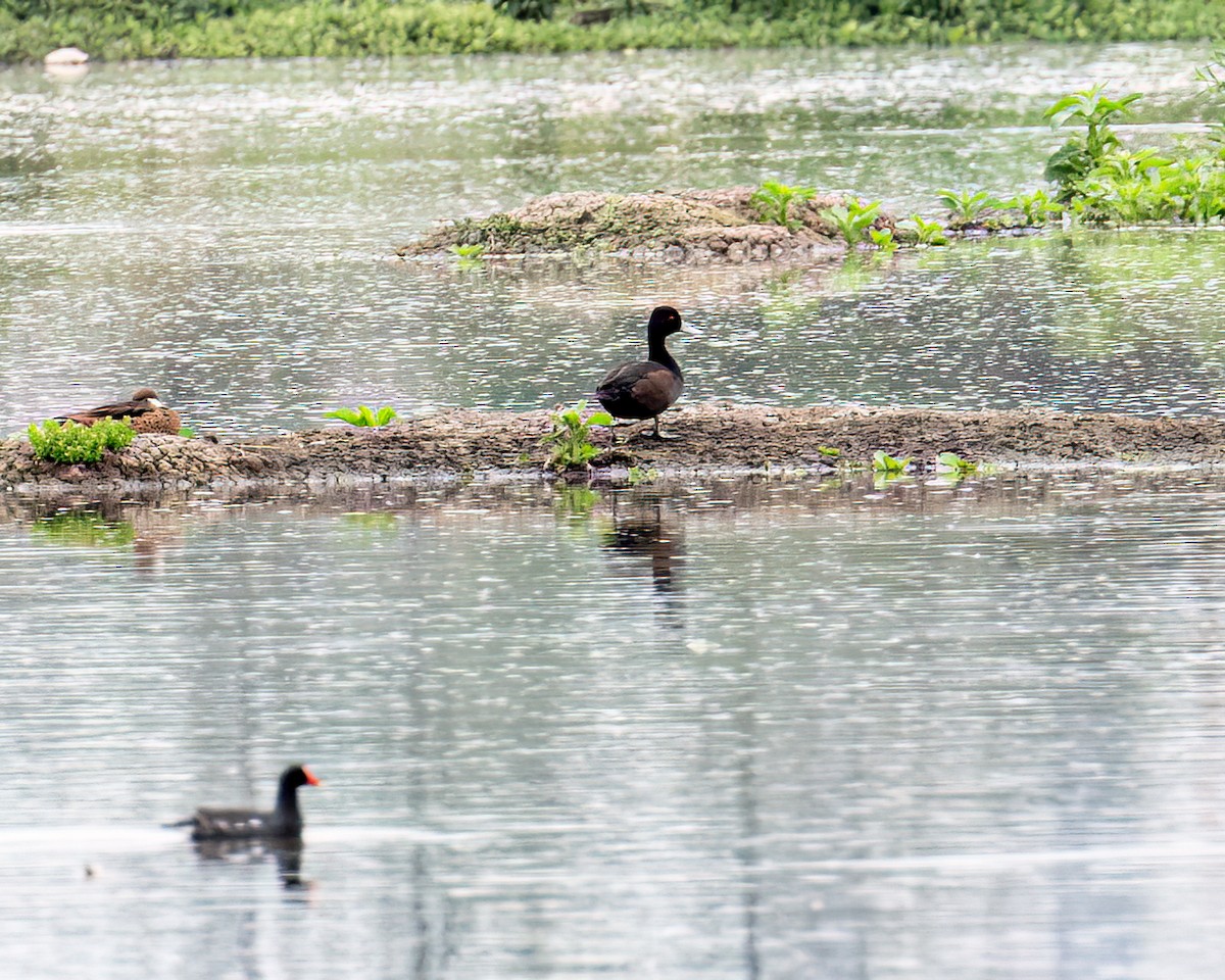 Southern Pochard - ML643417096