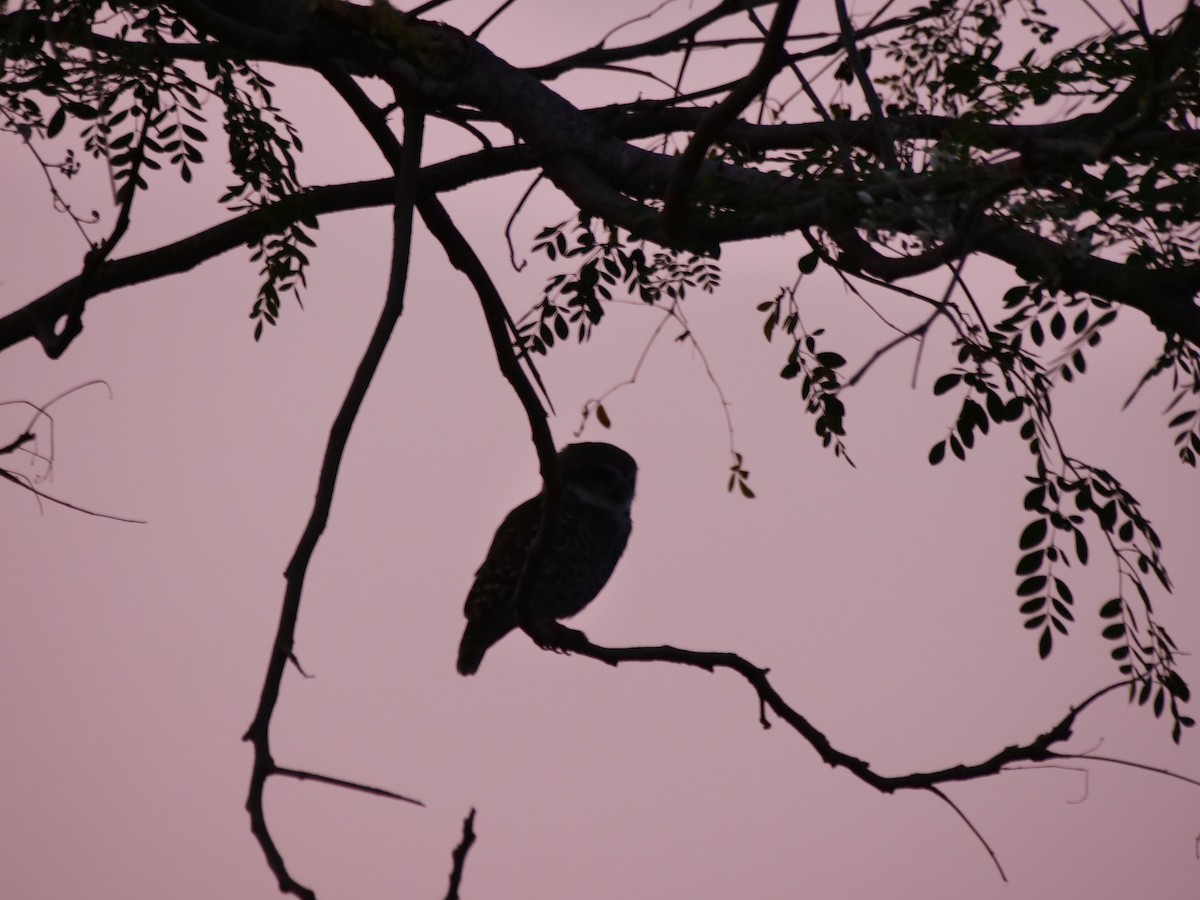 Spotted Owlet - ML643417097