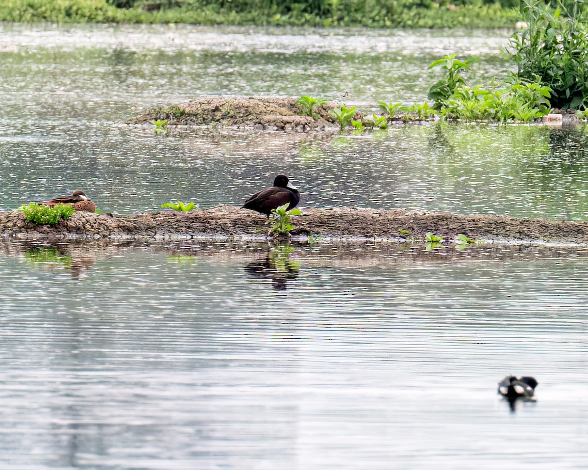 Southern Pochard - ML643417100