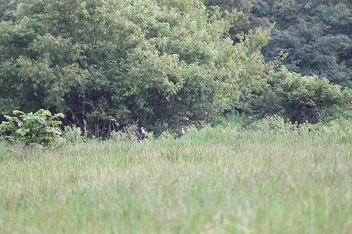 dunhalsstork - ML643417107