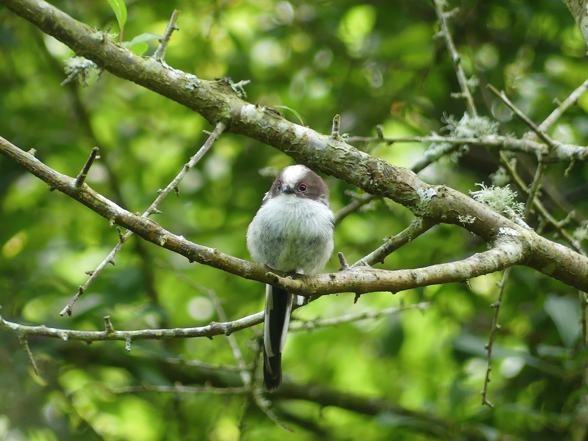Long-tailed Tit - ML643417108