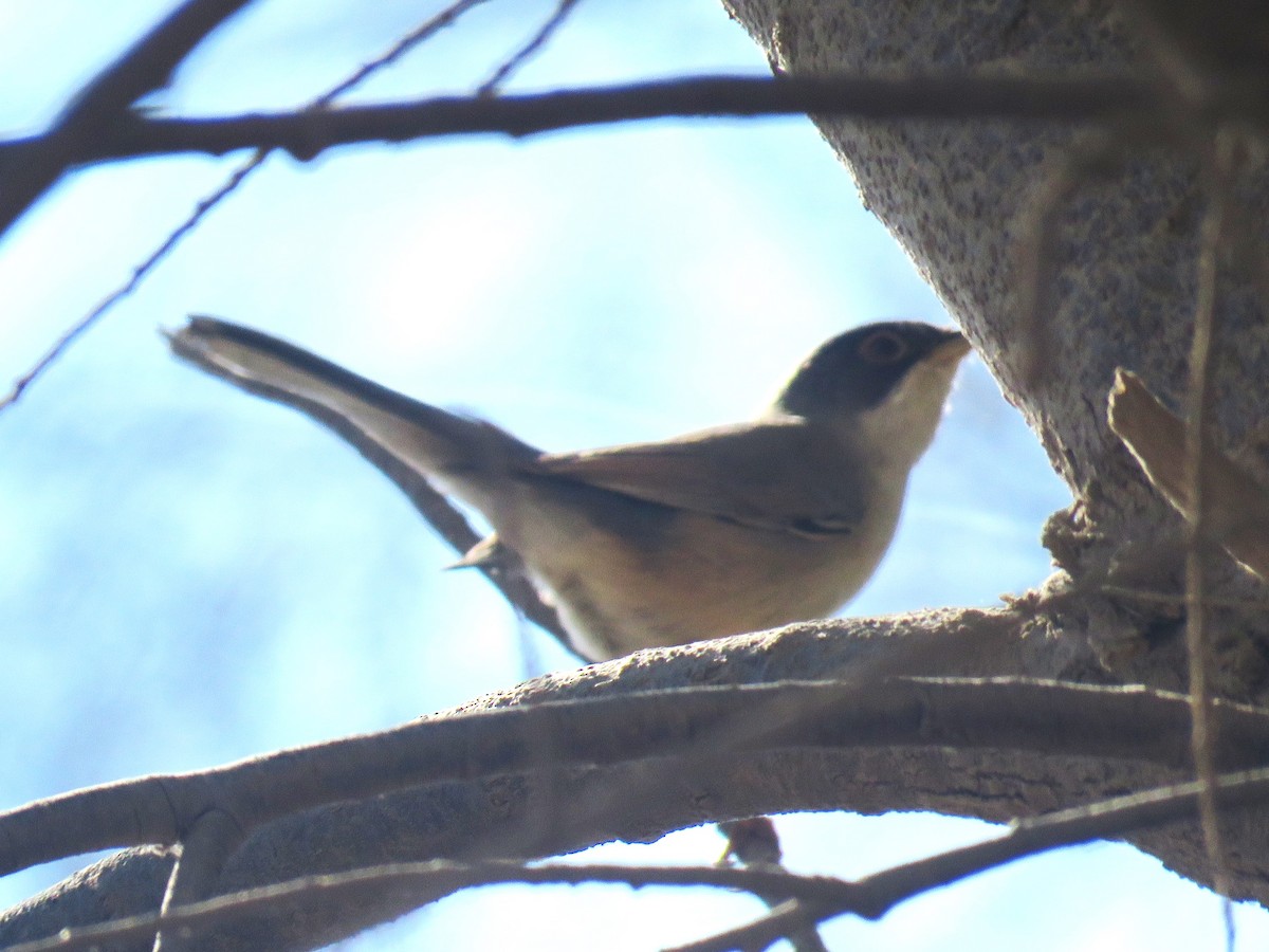 Sardinian Warbler - ML643417109