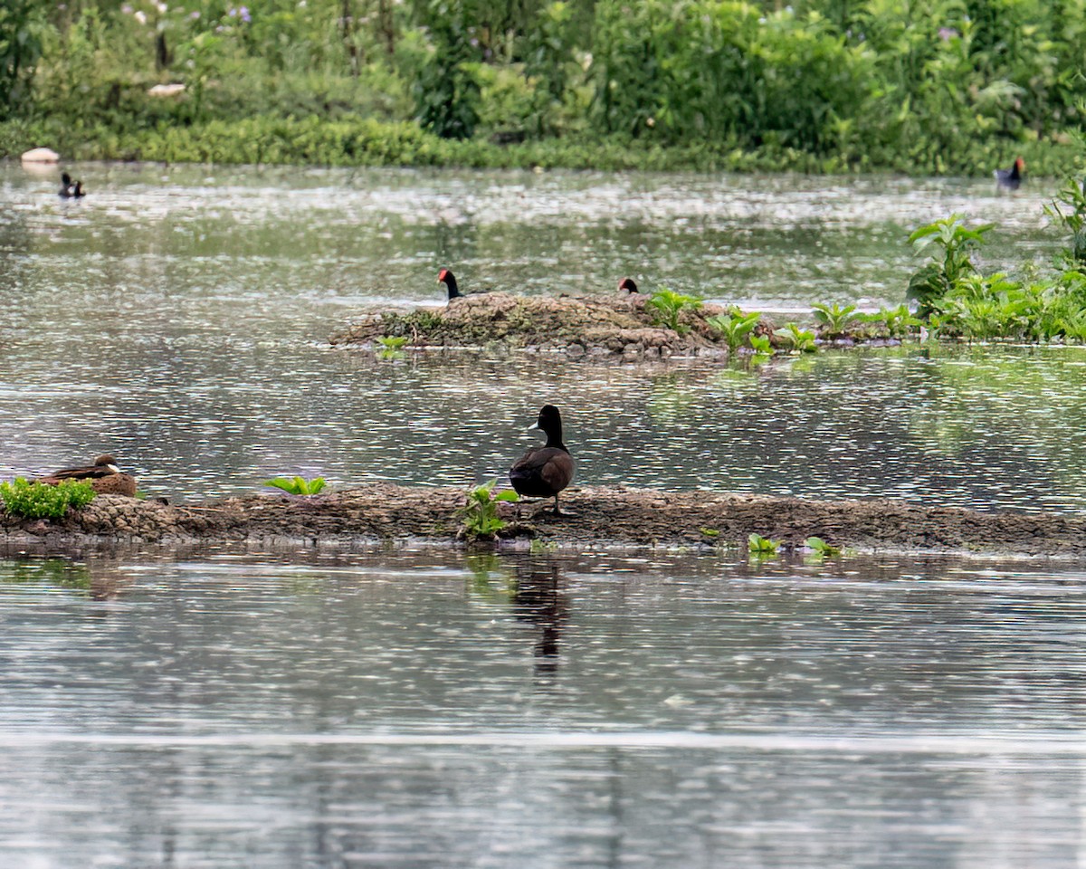 Southern Pochard - ML643417114