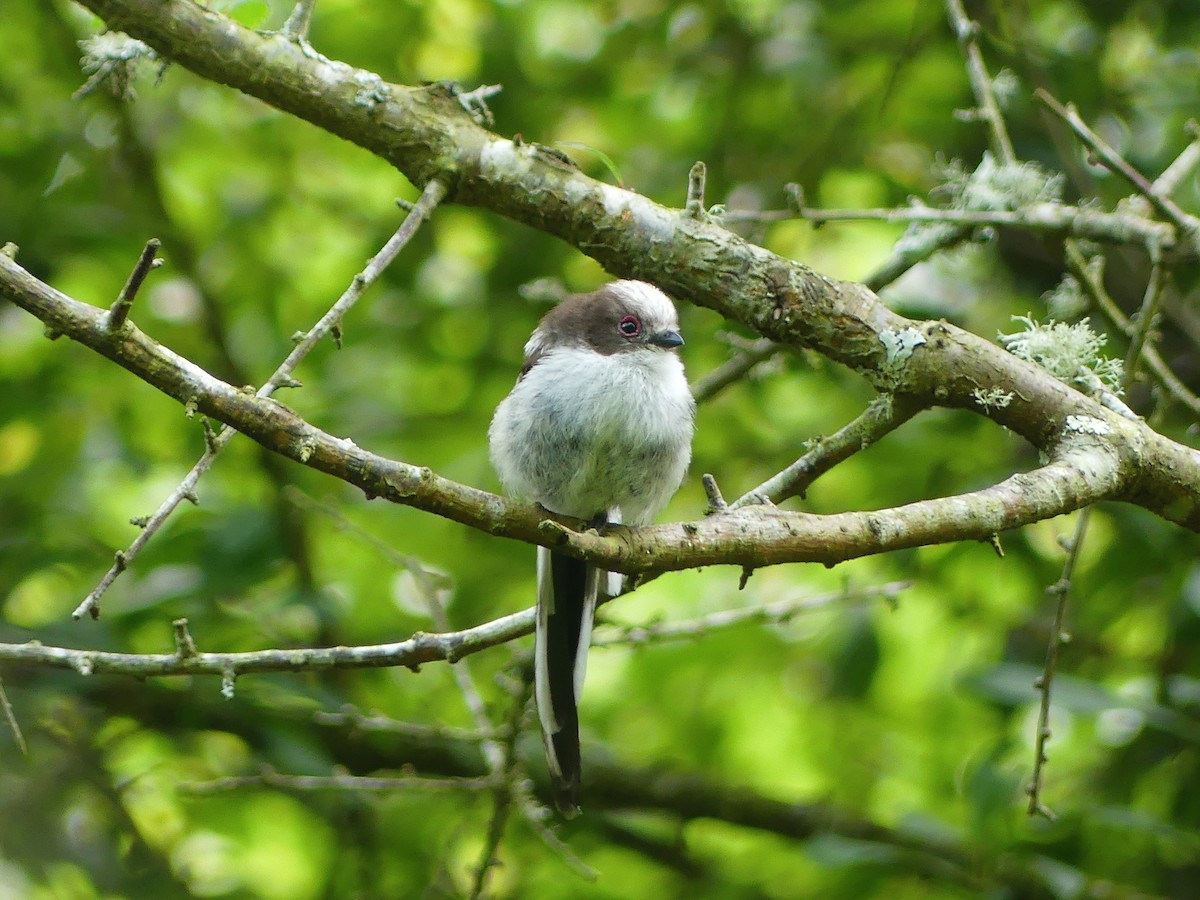 Long-tailed Tit - ML643417115