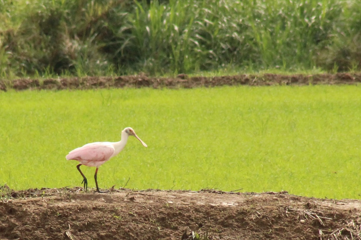 Roseate Spoonbill - ML643417117