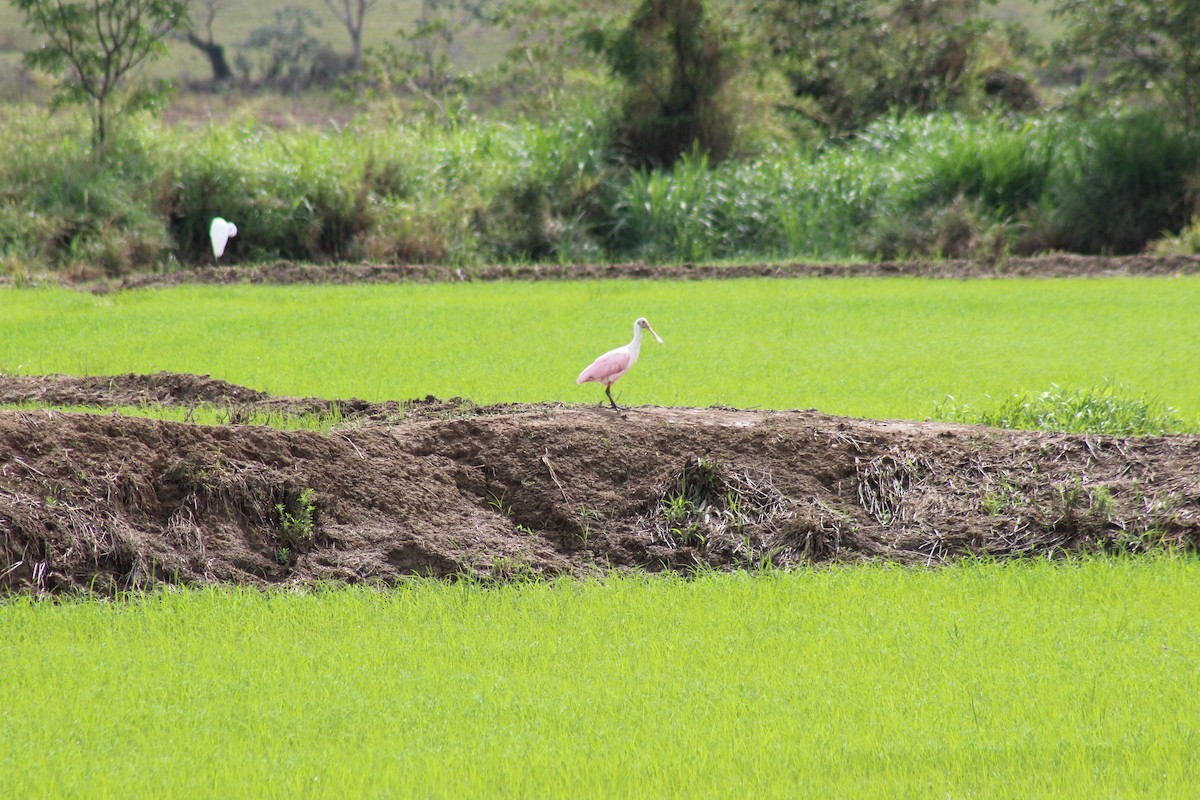 Roseate Spoonbill - ML643417118
