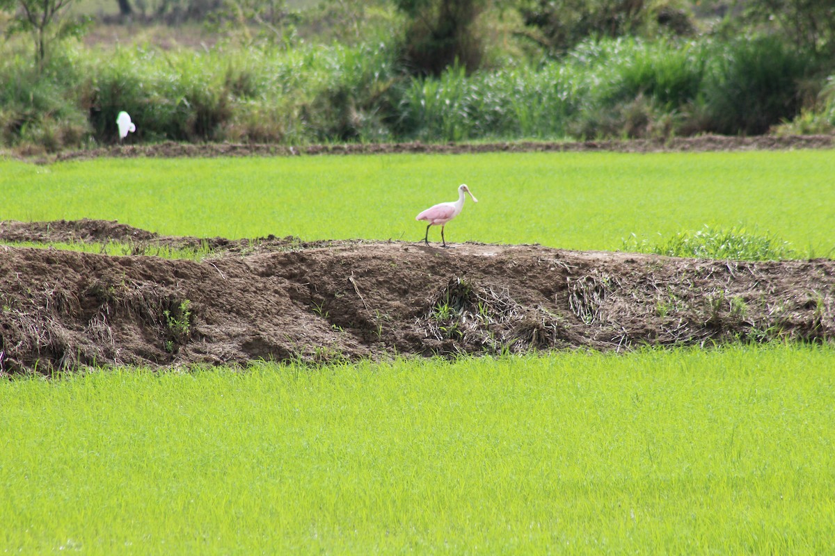 Roseate Spoonbill - ML643417119