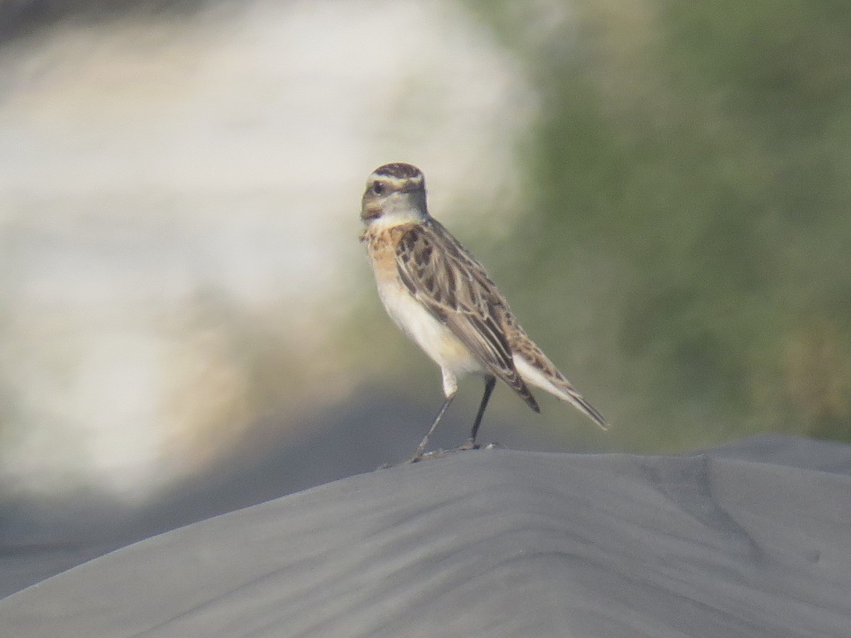 Whinchat - ML643417120