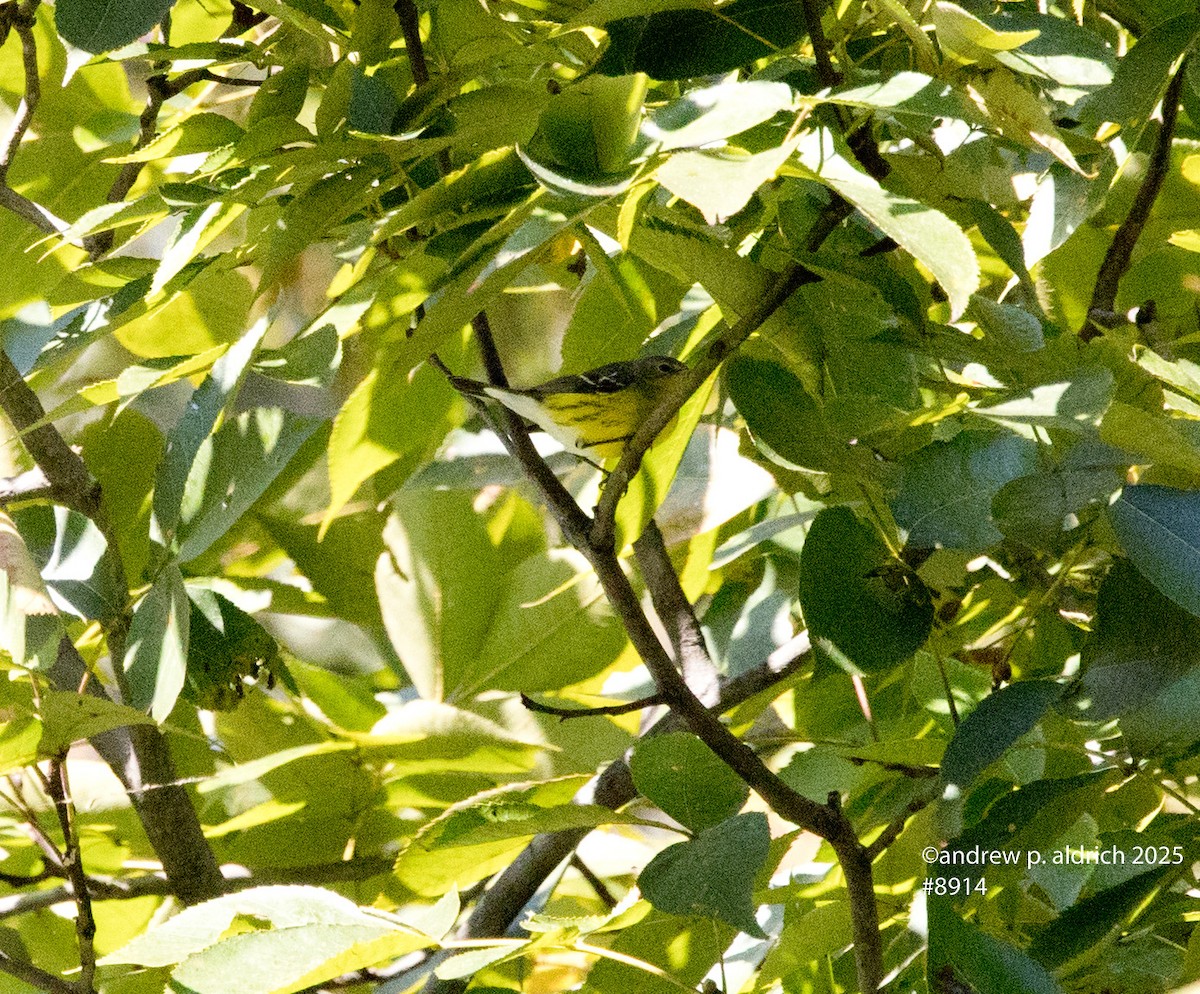 Magnolia Warbler - ML643417136