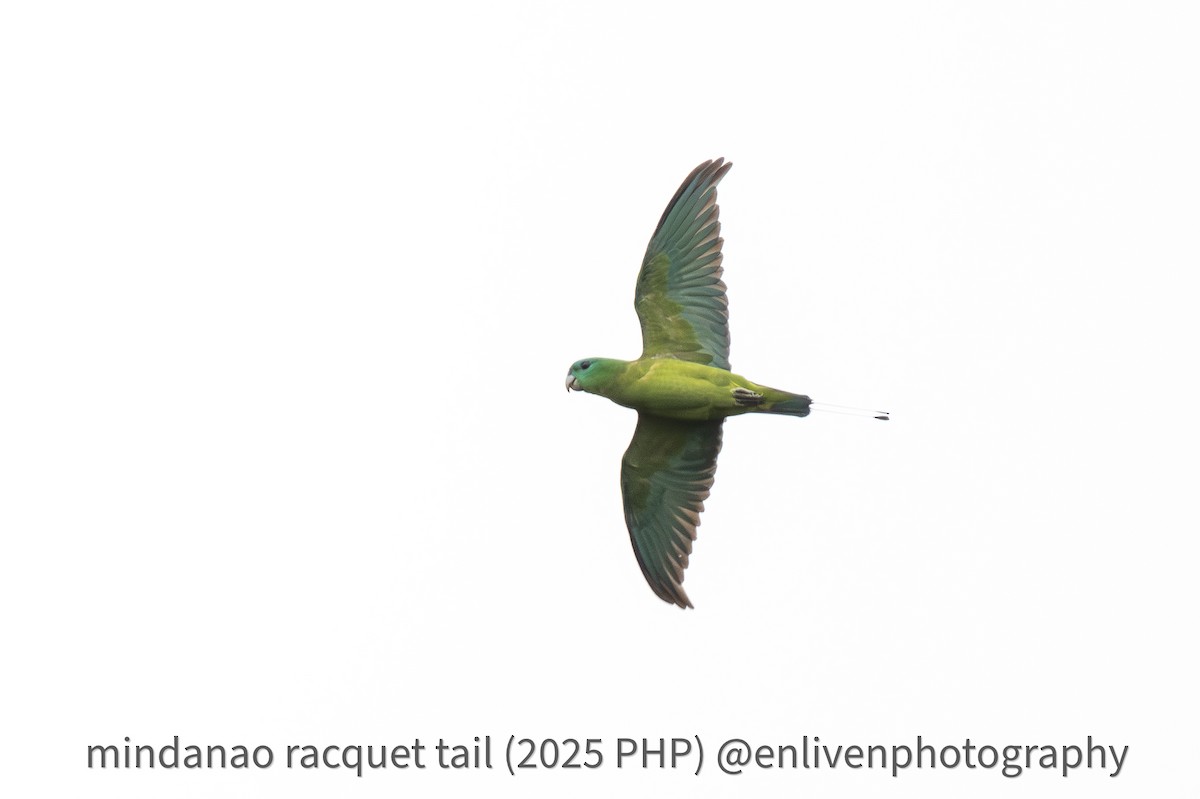 Mindanao Racquet-tail - ML643417138