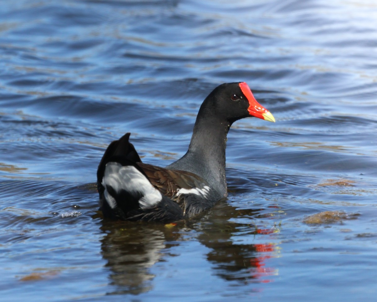 Common Gallinule - ML643417142