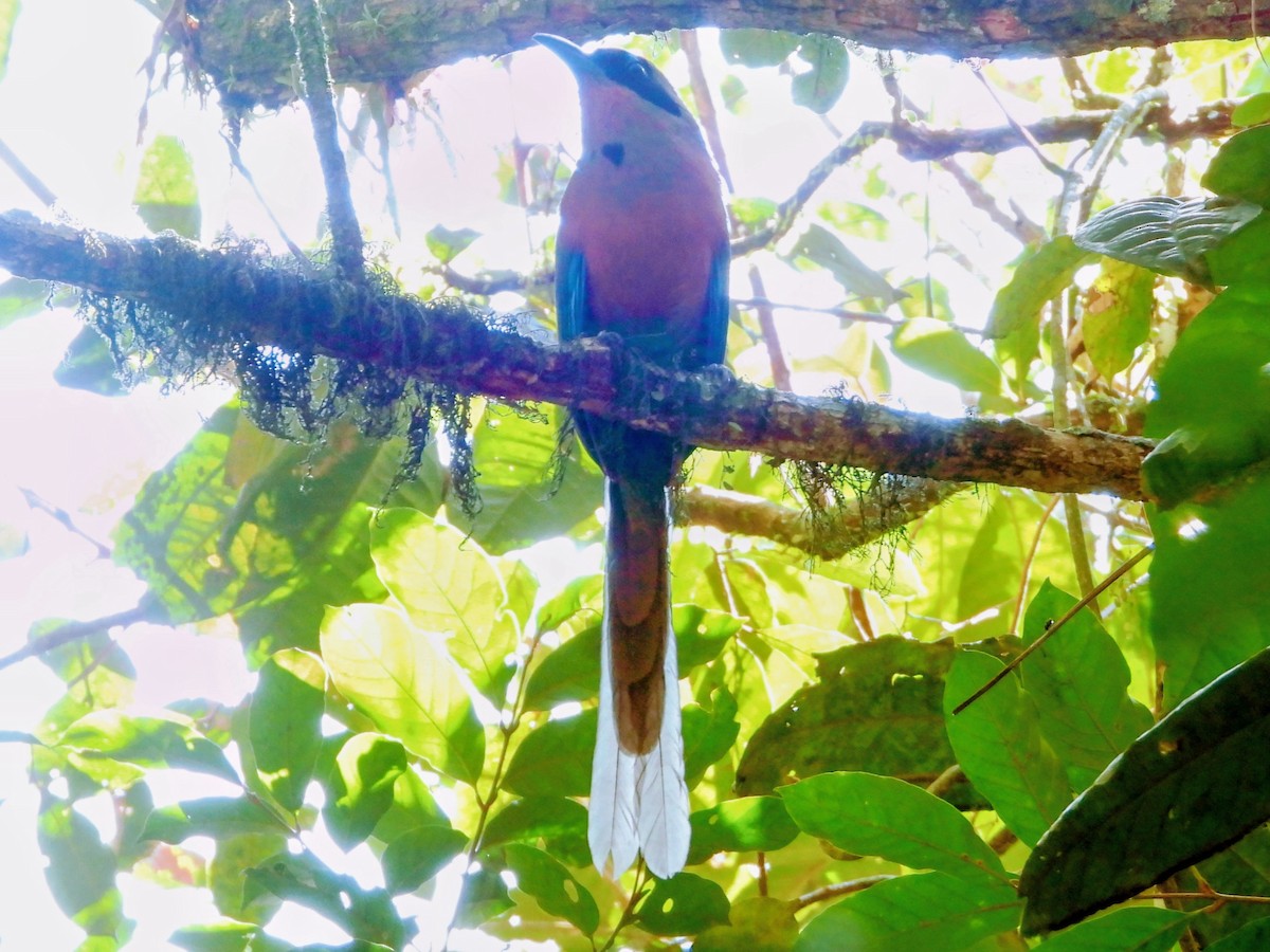 Kızıl Kuşaklı Motmot - ML643417146