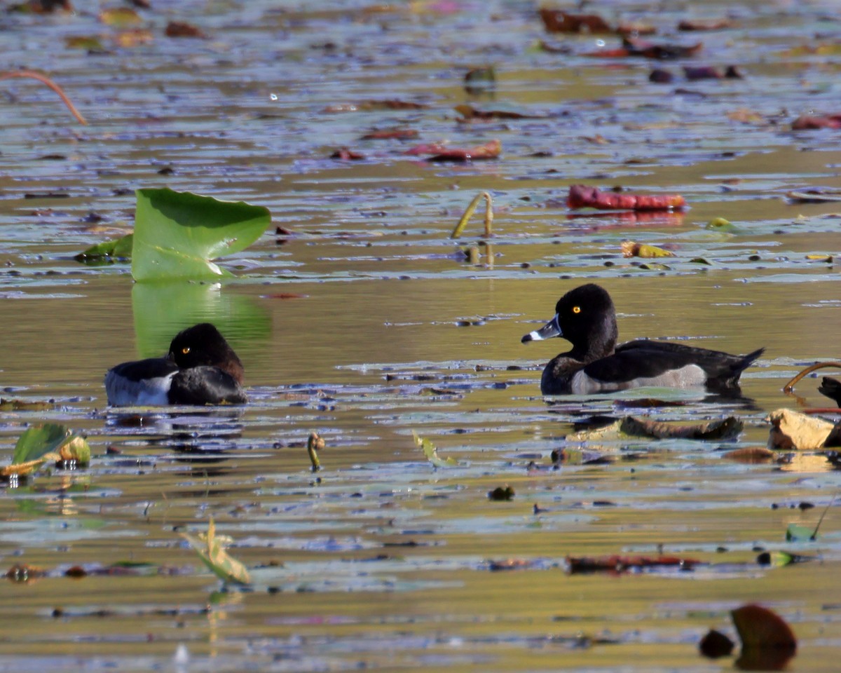 Ring-necked Duck - ML643417148