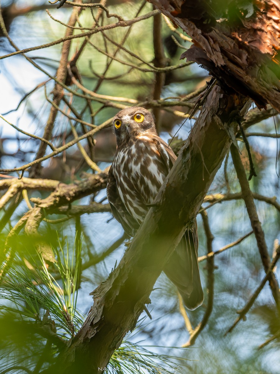 Northern Boobook - ML643417150