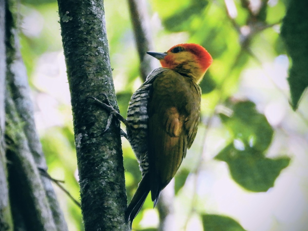 Carpintero Gorjigualdo - ML643417152