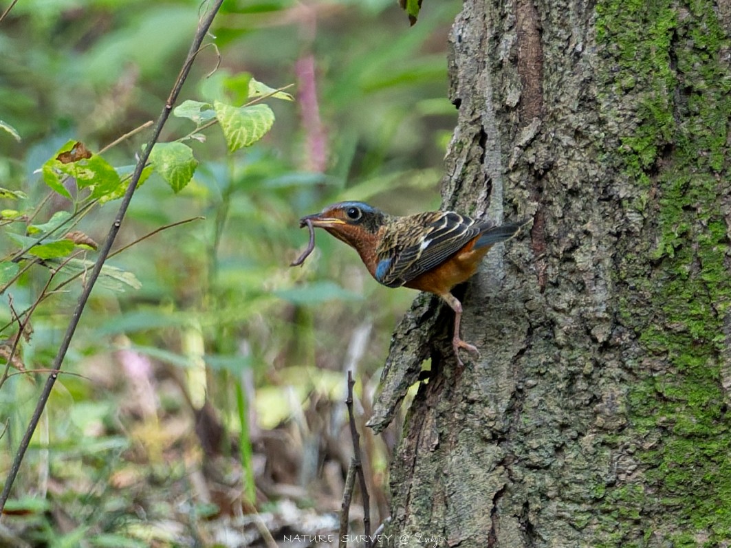 White-throated Rock-Thrush - ML643417190