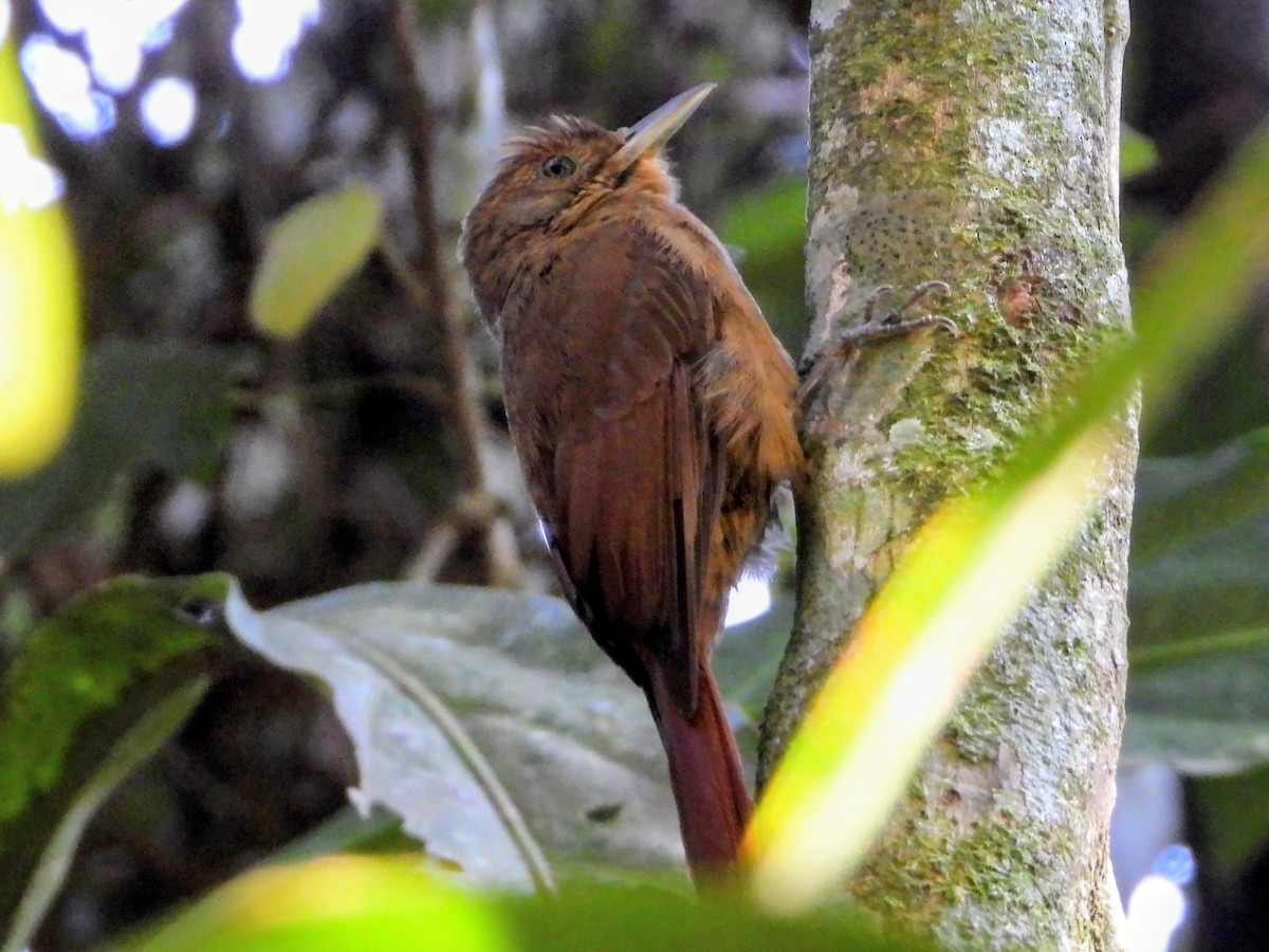 Plain-winged Woodcreeper (Plain-winged) - ML643417196