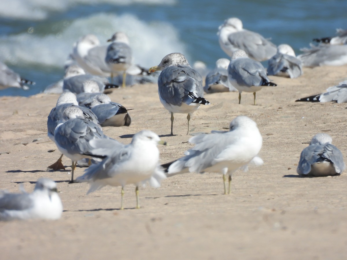 California Gull - ML643417205