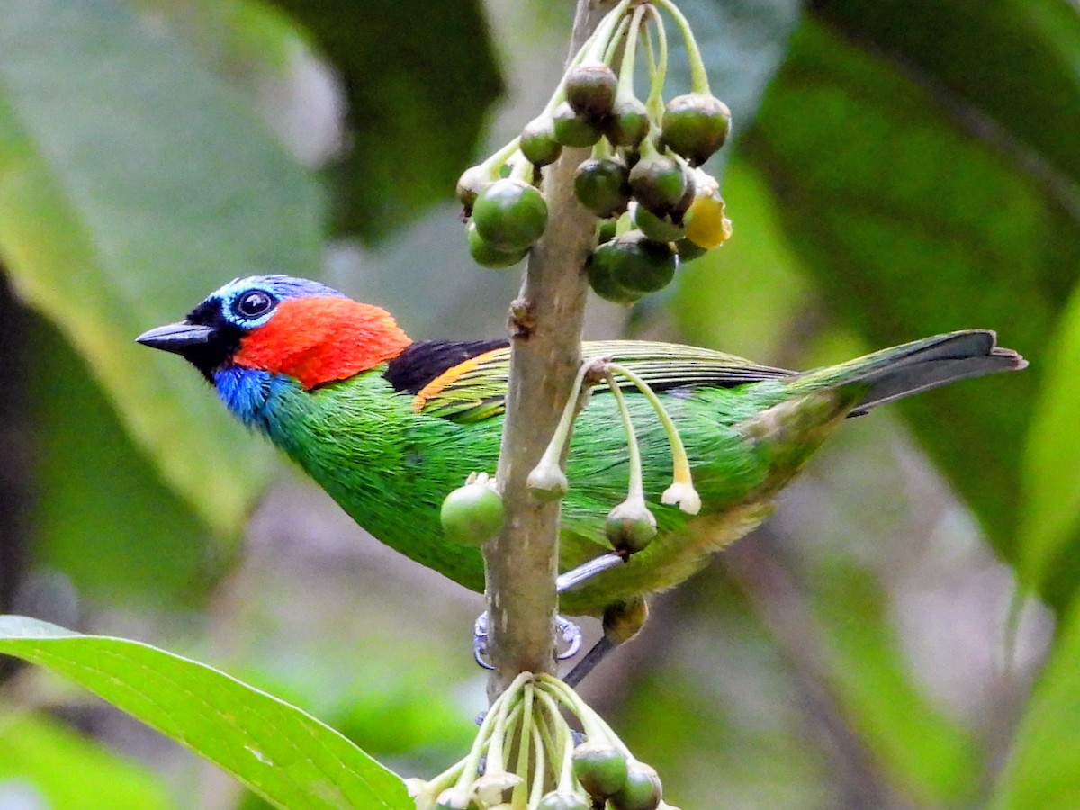 Red-necked Tanager - ML643417214