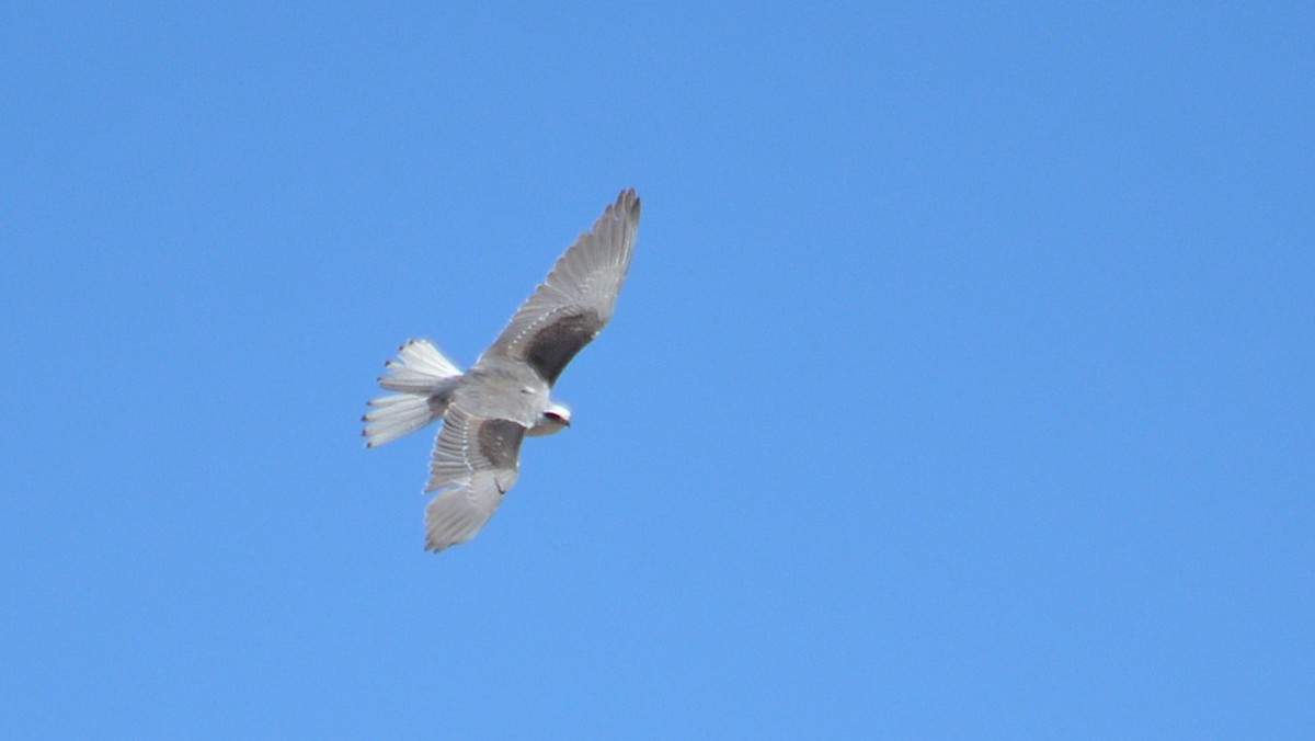 White-tailed Kite - ML643417221