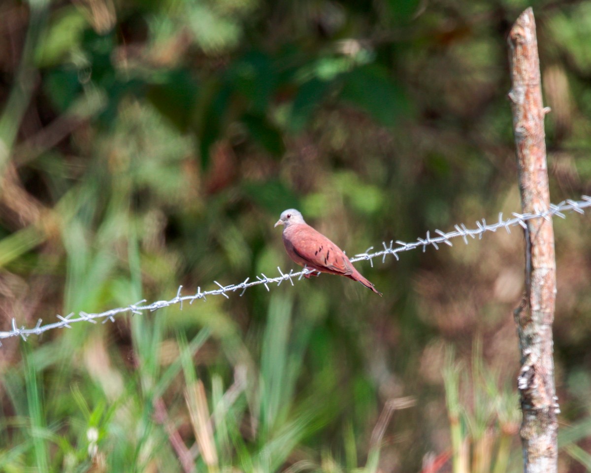 Ruddy Ground Dove - ML643417233