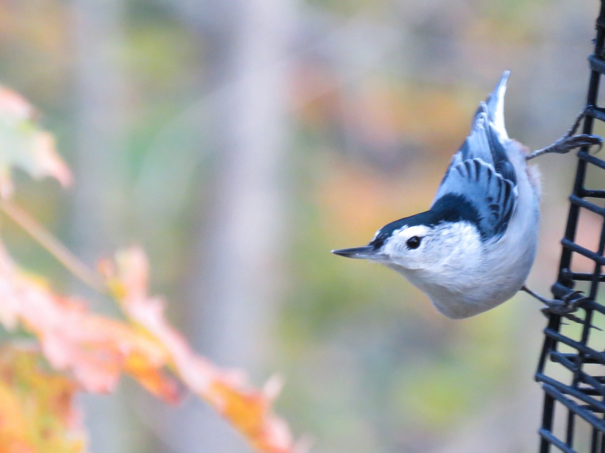 White-breasted Nuthatch - ML643417239