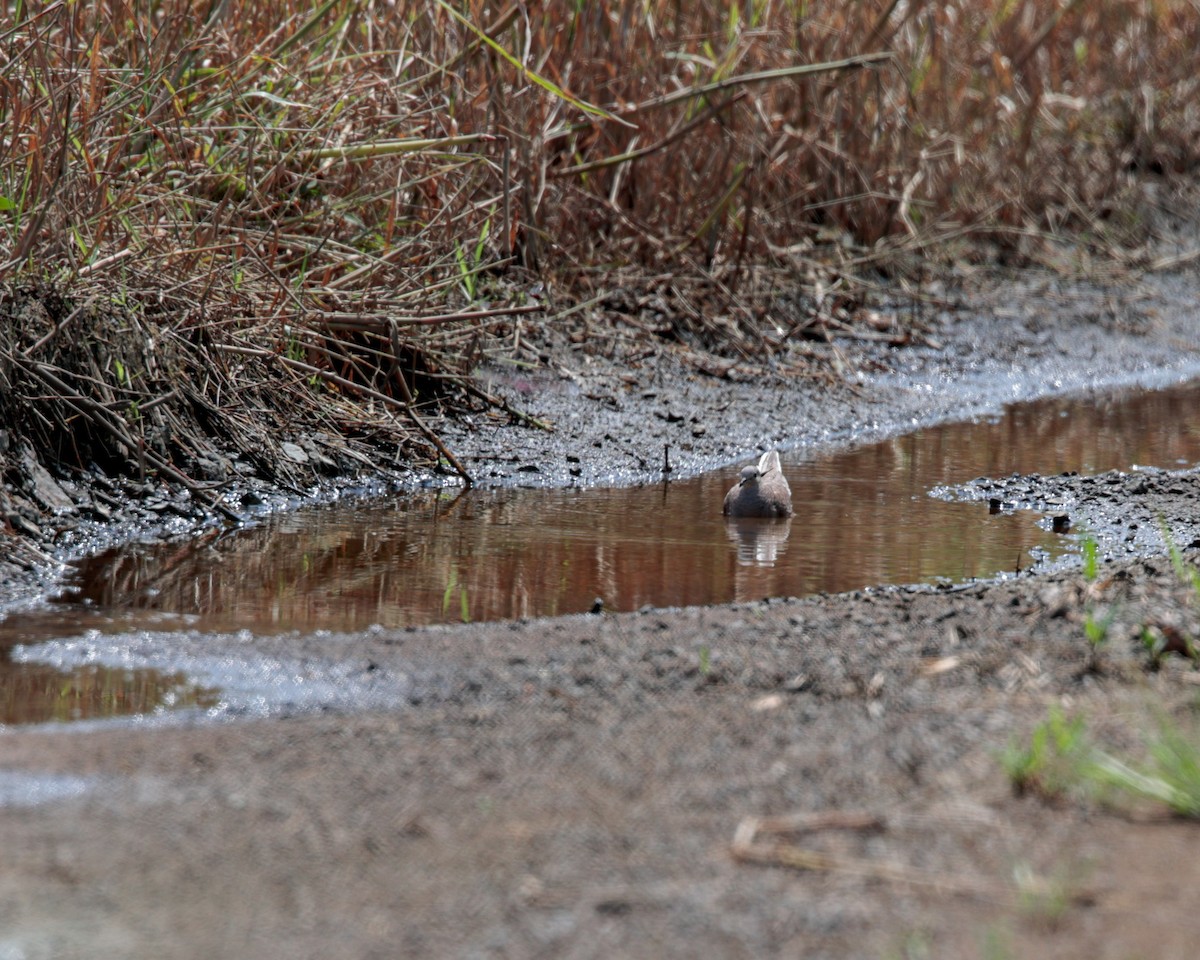 White-tipped Dove - ML643417240