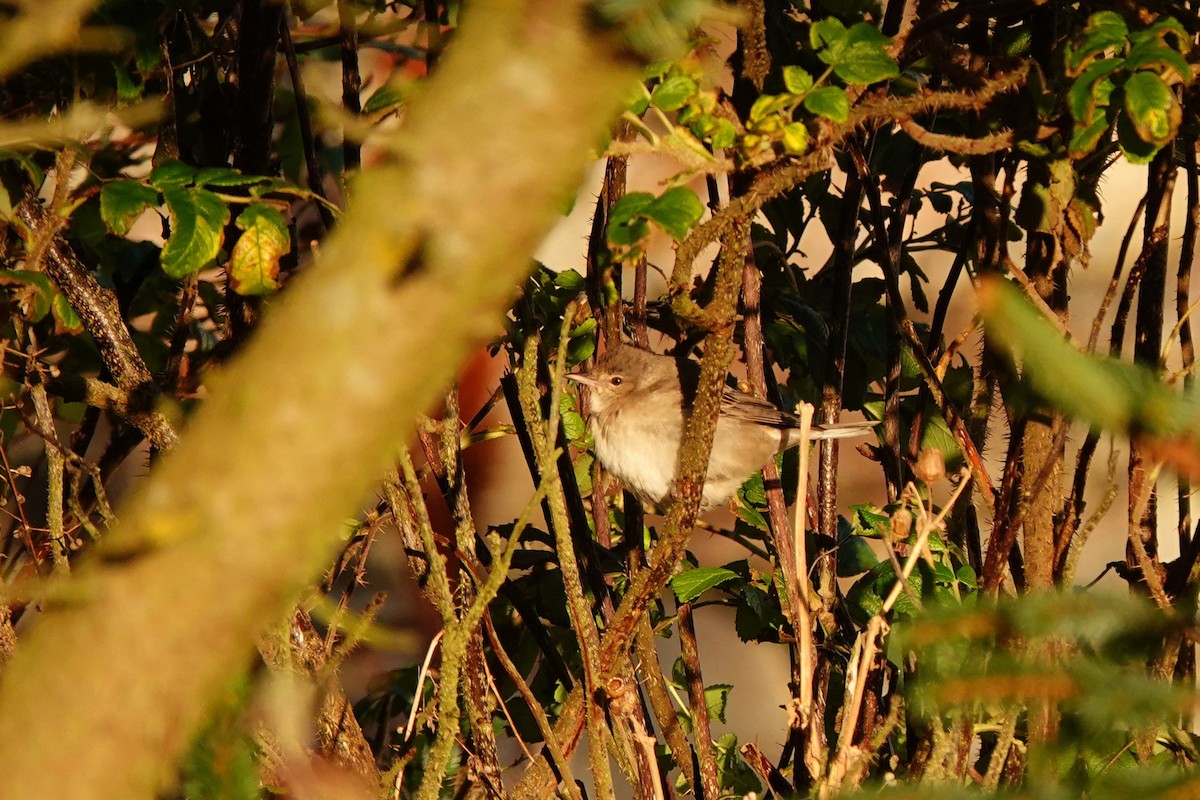 Barred Warbler - ML643417251