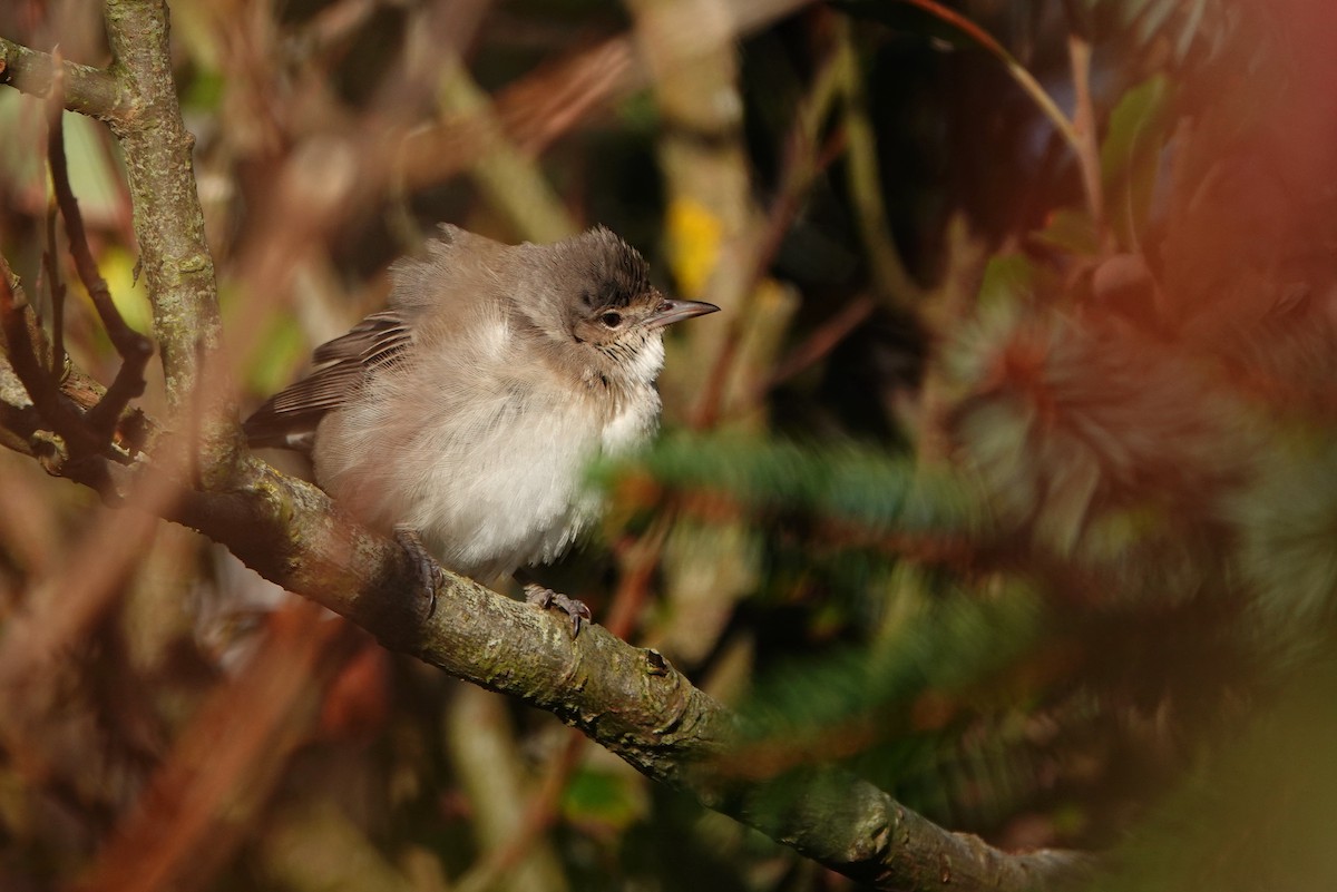 Barred Warbler - ML643417252