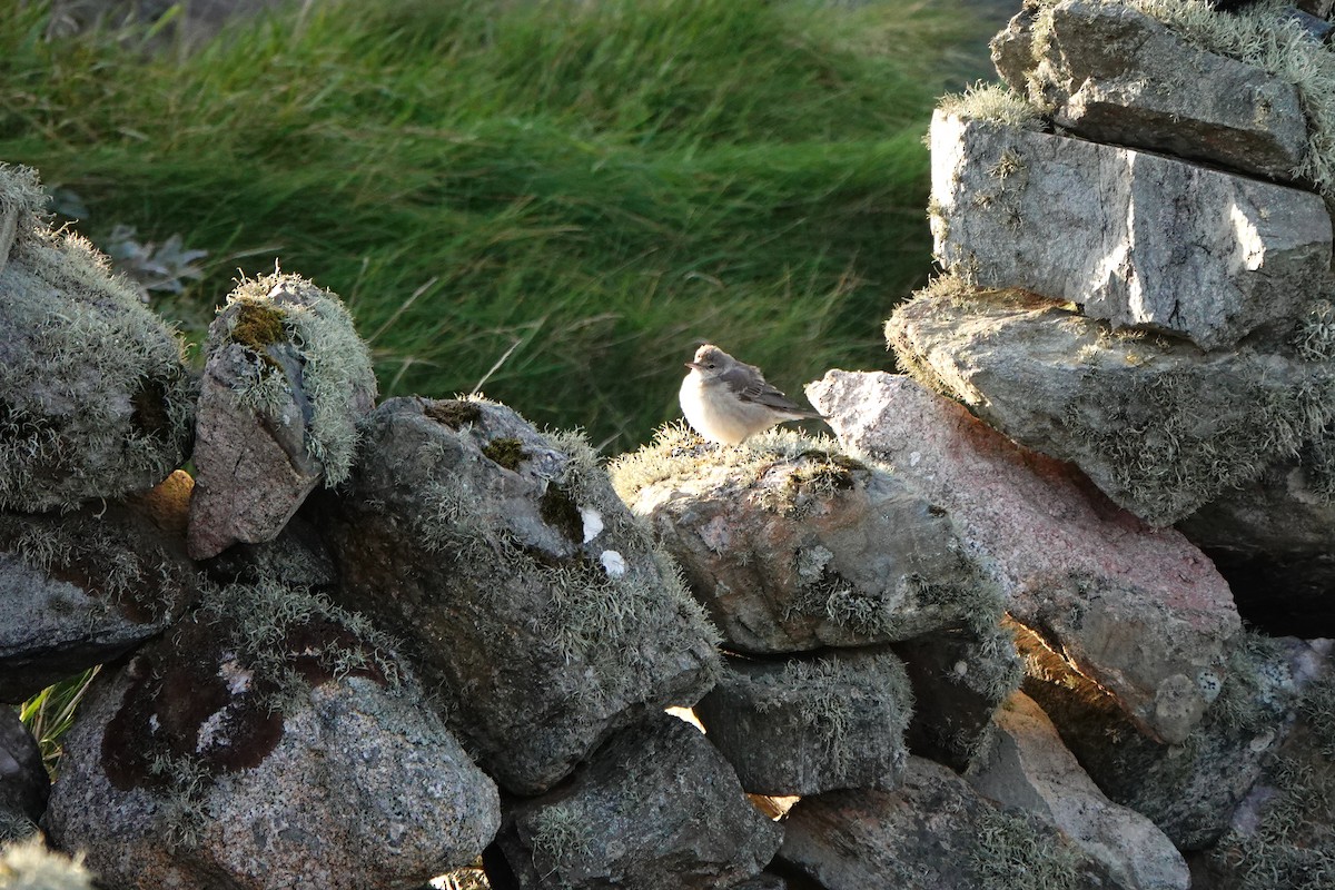Barred Warbler - ML643417254